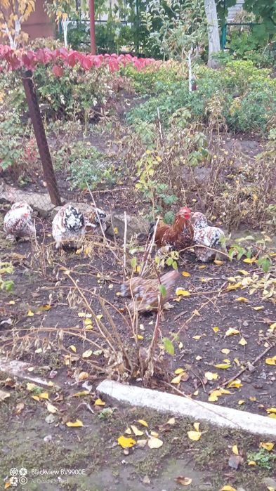 Кохінхін карликовий