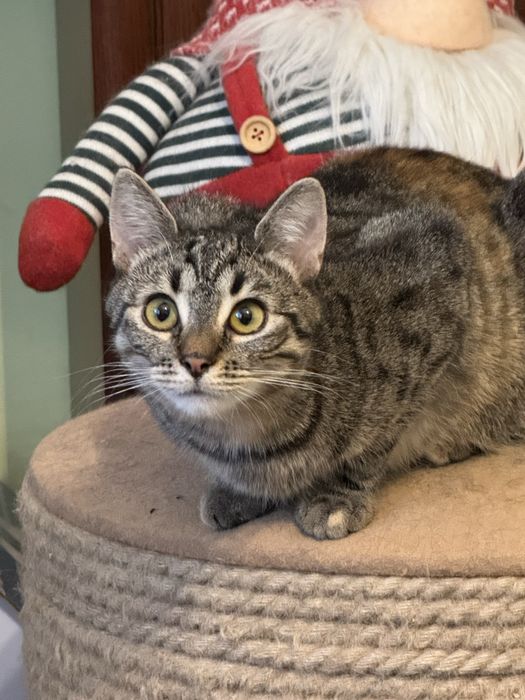 Koty oddam do adopcji