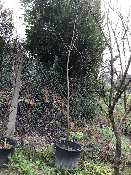 Figueira pingo de mel grande a dar muitos figos