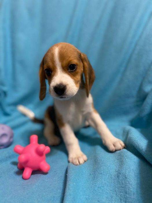 Цуценята породи бігль хлопчики та дівчатка