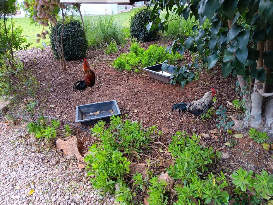 Vendo garnizes bonitos