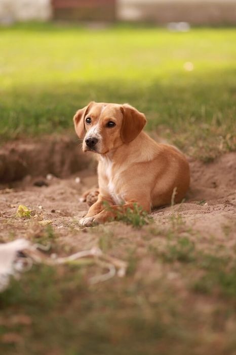Nieduży, łagodny i towarzyski psiak prosi o uwagę,  do adopcji