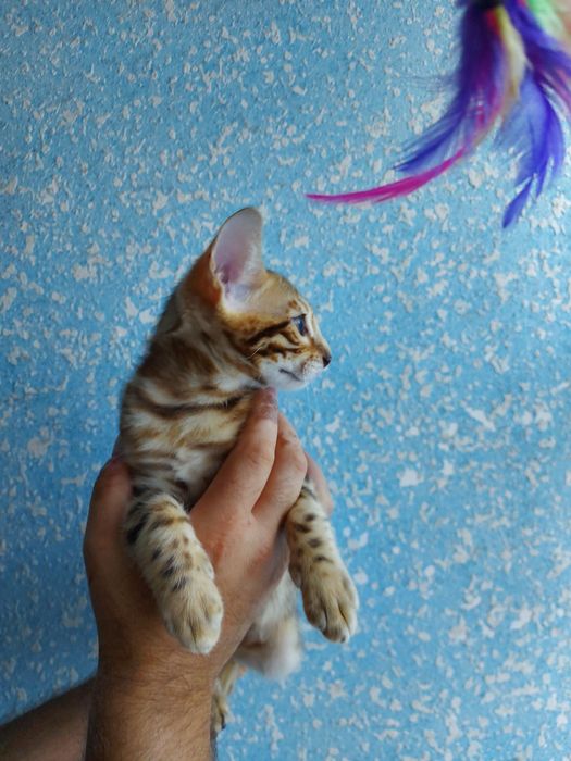 Хлопчик з родословною WCF