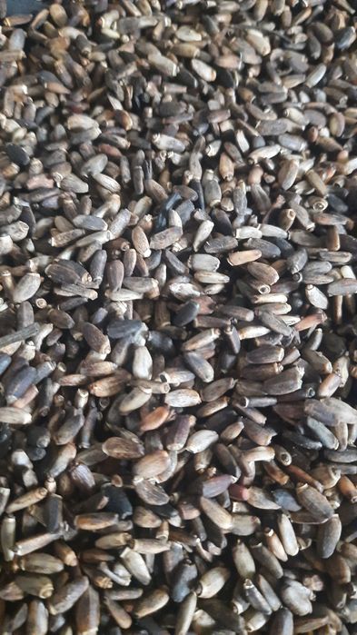 Ostropest plamisty ekologiczny