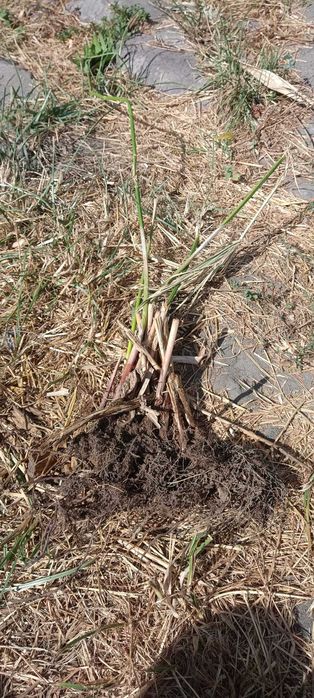 Vendo pés ou raízes de Papiros para plantar