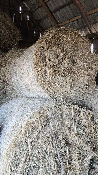 Siano w balotach, siano