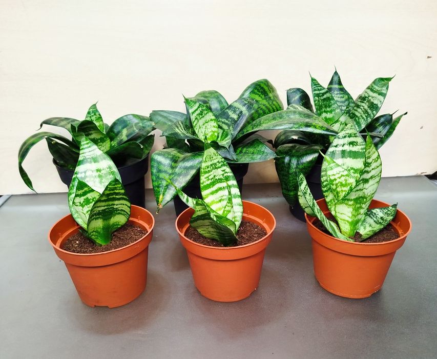 Щучий хвост Сансевиерия Ханни сансивиерия Сансівієрія сансевієрія