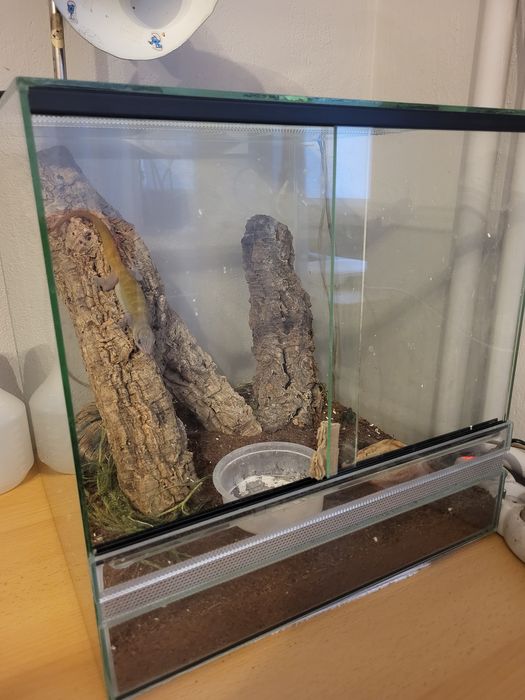Gekon złocisty badenii terrarium