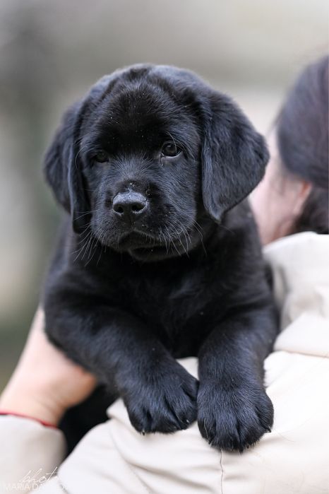 Цуценя лабрадора з розплідника