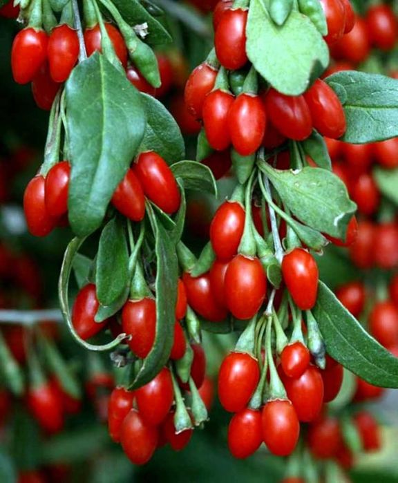 Jagoda Goji Kolcowój chiński New Big - krzew 3 letni