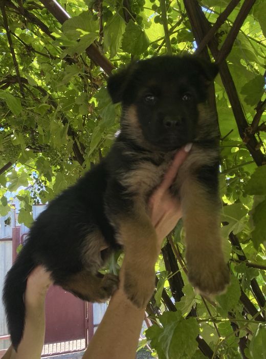 Щенки немецкой овчарки