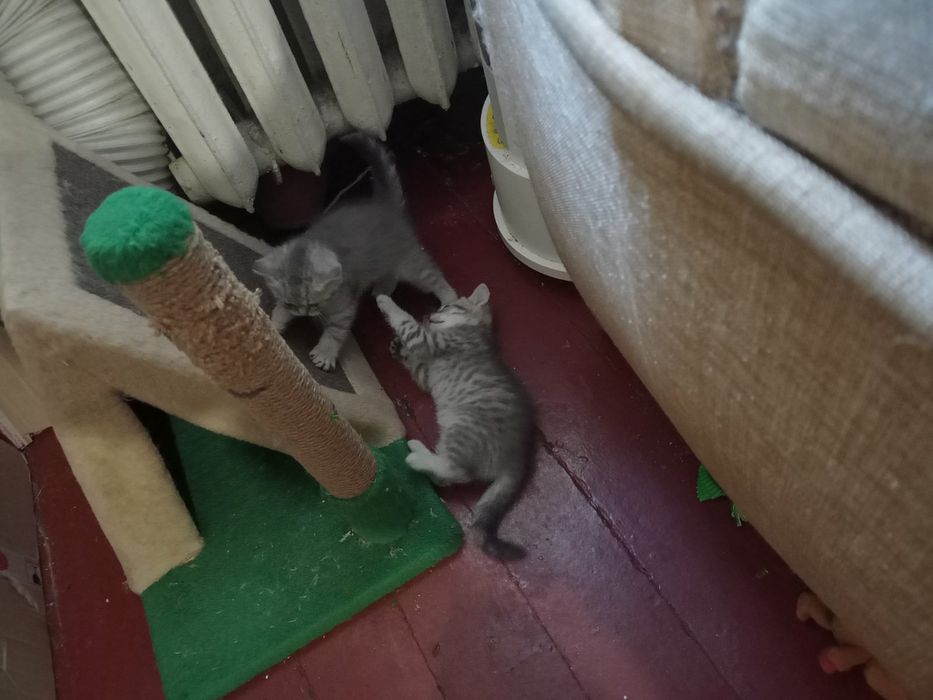 Продаются котята  в Запорожье