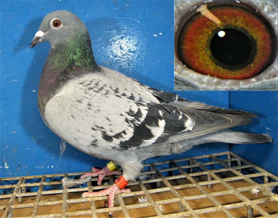 Gołąbek Rozpłodowy Samiczka Jef Vanvinkel