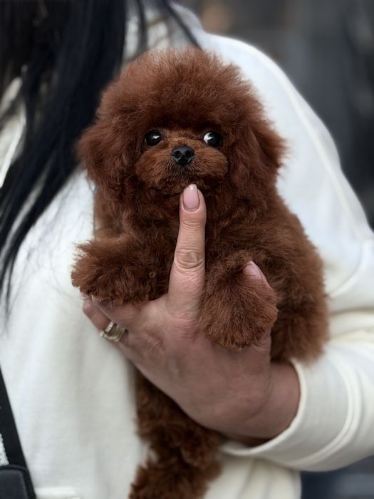 Дівчинка той пудель китай‼️