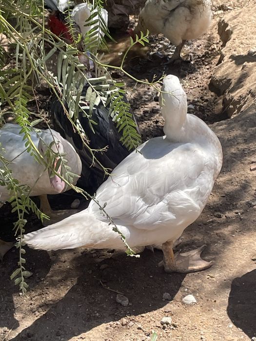 Crias de Patos Mudos