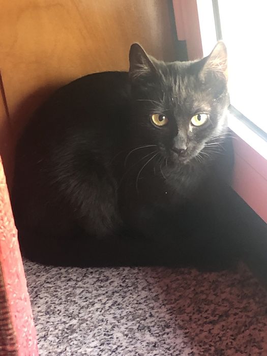 Gatinho bebe para adocao