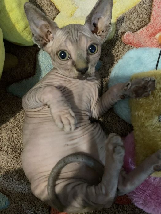 Кошенята сфінкс/котята сфинкс