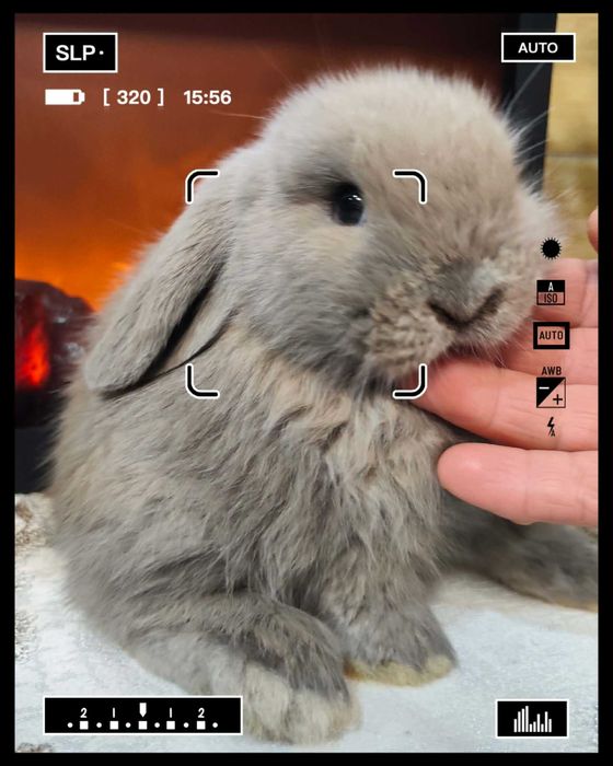 Mini Lopy baranki królik karzełek .Hodowla zarejestrowana KZHK.