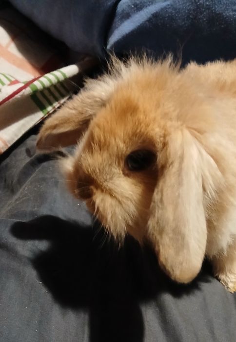 Króliczek mini lop długowłosy