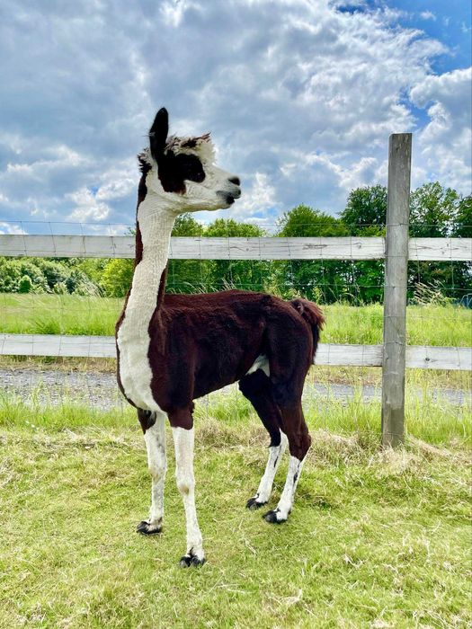 Alpaka samiec huacaya