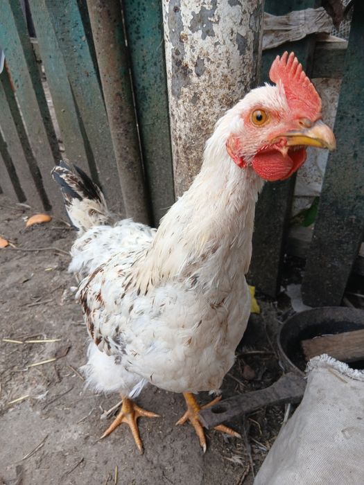 Продам півників молоденьких домашніх