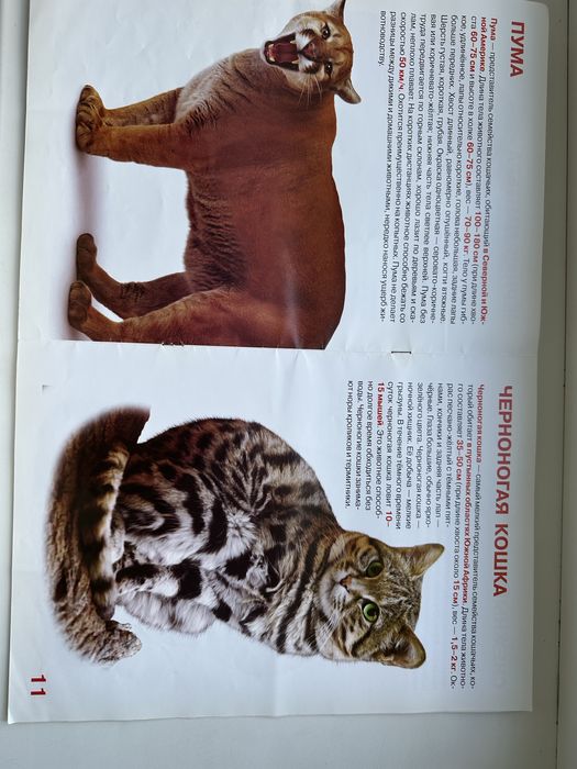 Книжечки і розфарбовка