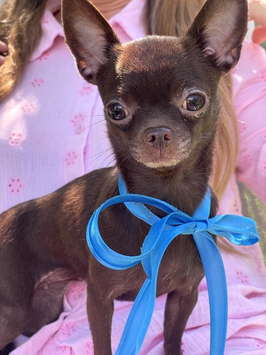 VIP Чіхуахуа шоколадна принцеса