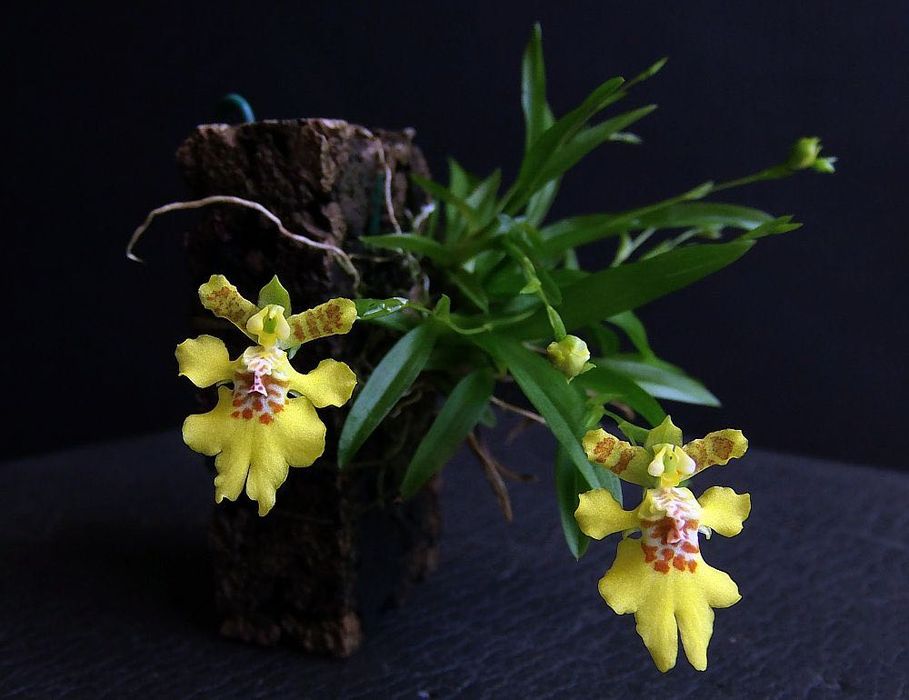 Орхідея Erycina Crista - Galli