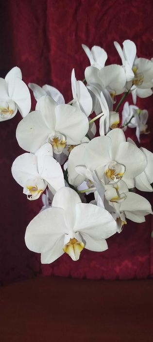 Продам велику орхідею