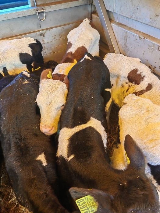 Cielaki z Polskich gospodarstw