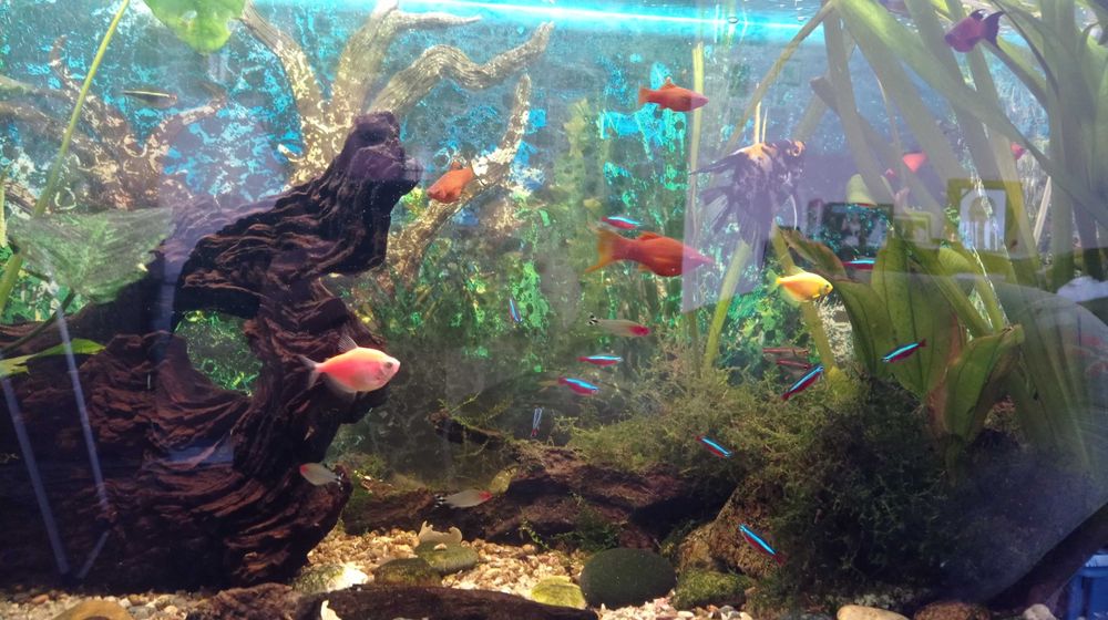 Akwarium 220l z szafką i naturą w bardzo dobrym stanie.