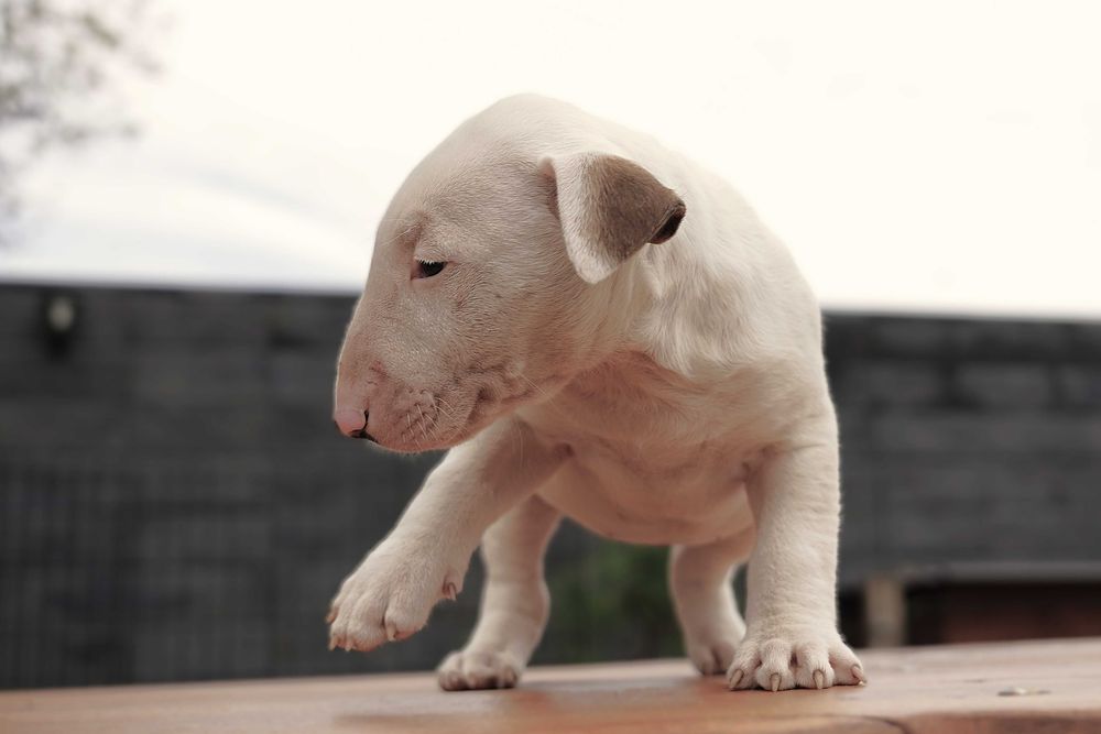 GOTOWA suczka bulterier standard SOLID WHITE BULLTERRIER bull terrier