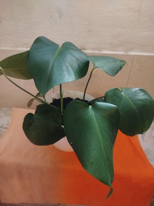 Planta Monstera Deliciosa (Costela-de-Adão) – 40 cm de Altura