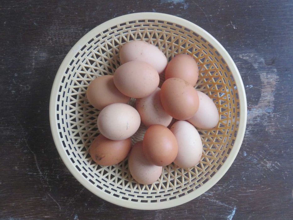 Ovos Biológicos de Produção Caseira