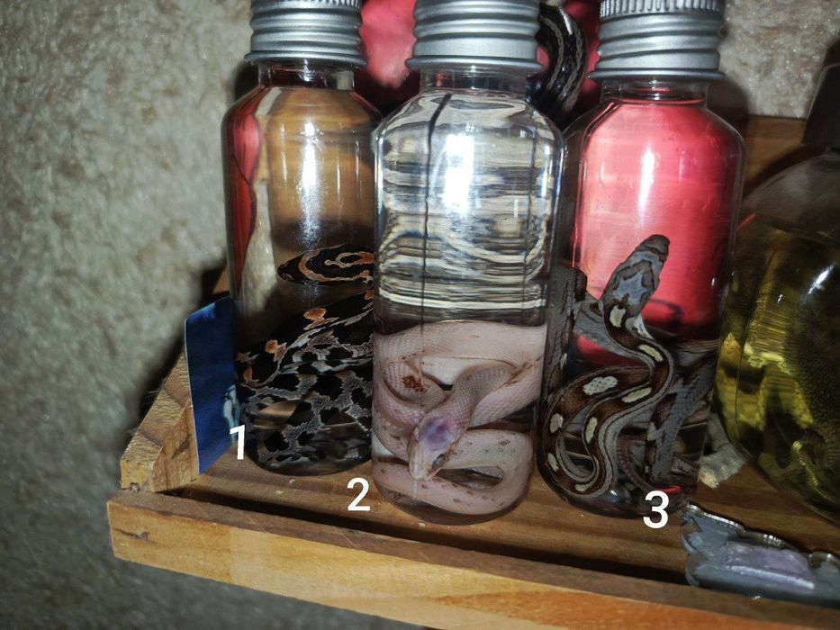 Черепа животных и не только