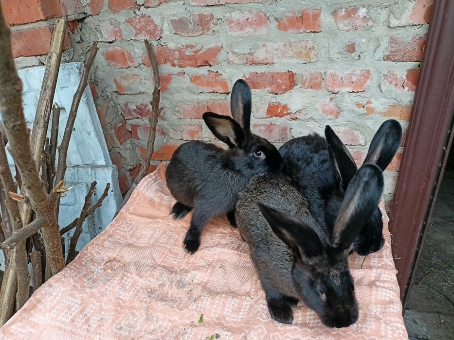 Кролики самці і самки по 3,5 міс.