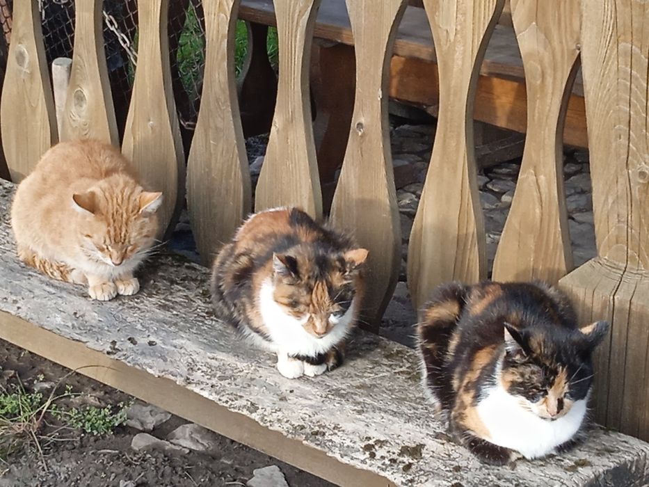 Domki i pokoje do wynajęcia