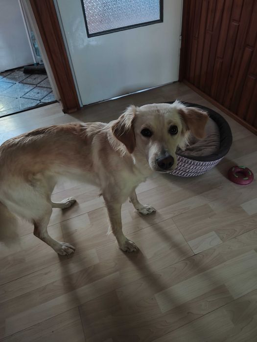 Pies o imieniu Daisy, miły i przyjazny dla każdego