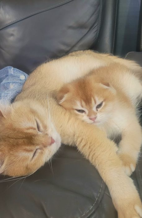 ЗОЛОТА ШИНШИЛА, кошенята 2.5 міс