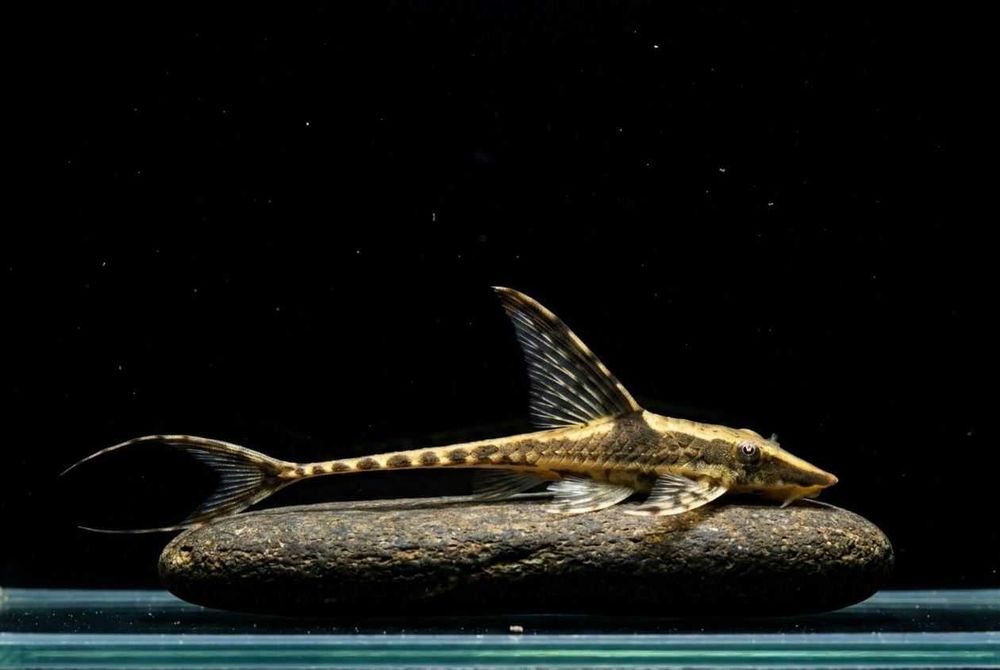 Sturisoma Aureum - SKALMAR Sklep Akwarysty