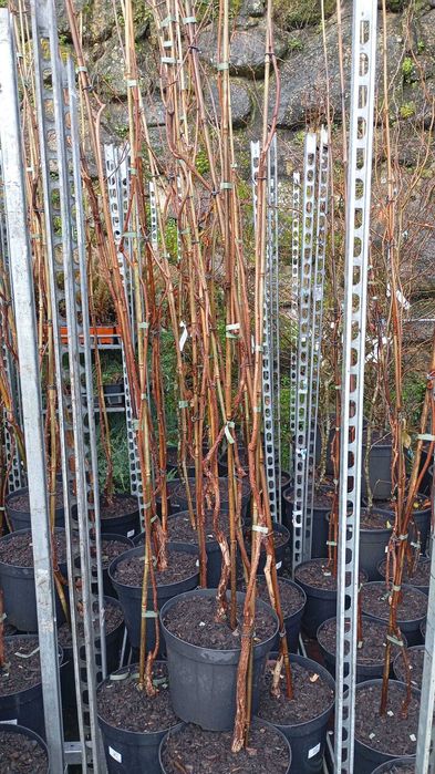 Actinidia Arguta (Kiwi Pequeno) Femeas e Auto Fertil