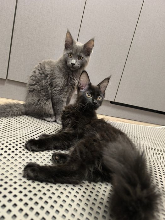 Мейн кун киця чистокровна