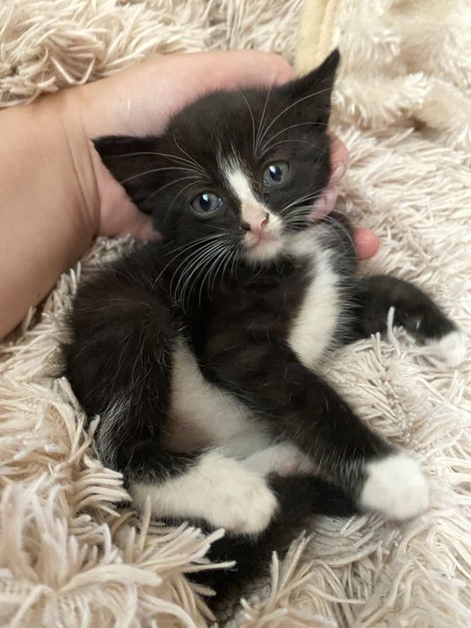 Подарую кицю