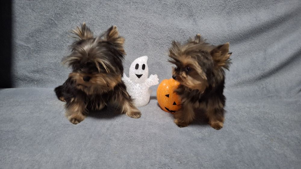 Йоркширский терьер щенки мини