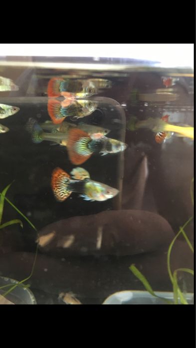 Gupiki.