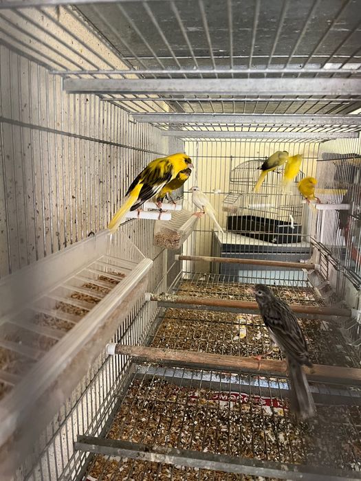 Llarguet 2025, aves premiadas