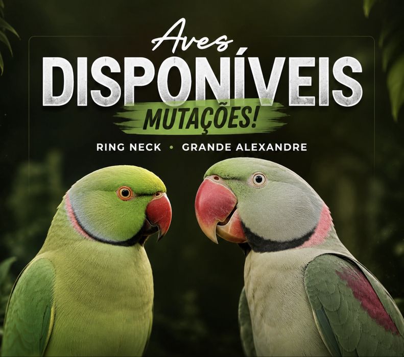 Grandes Alecandres, Ring neck