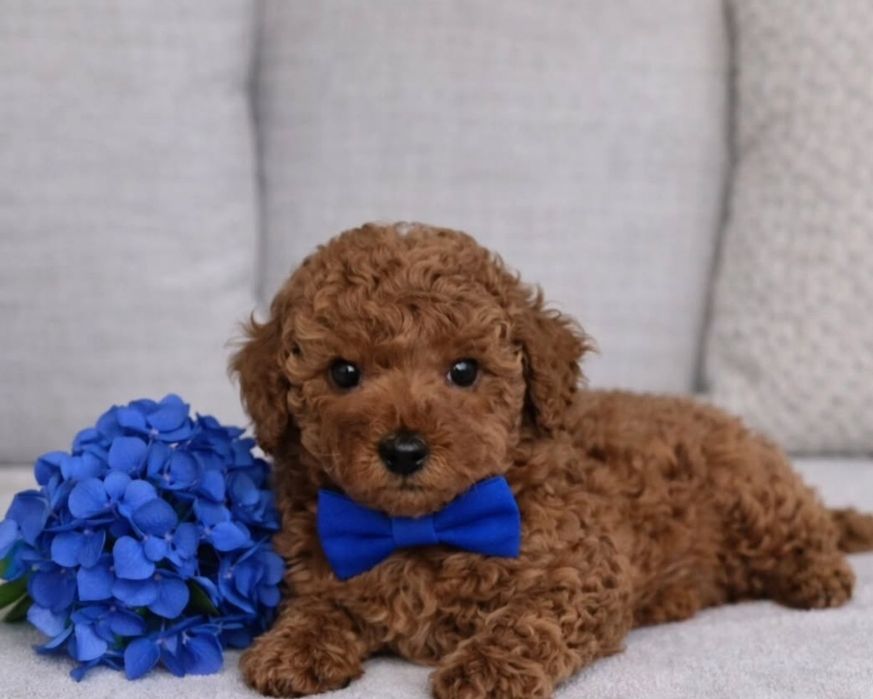 Шикарний  Той Пудель .