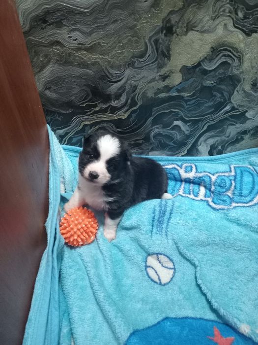 Бордер колли бесплатно