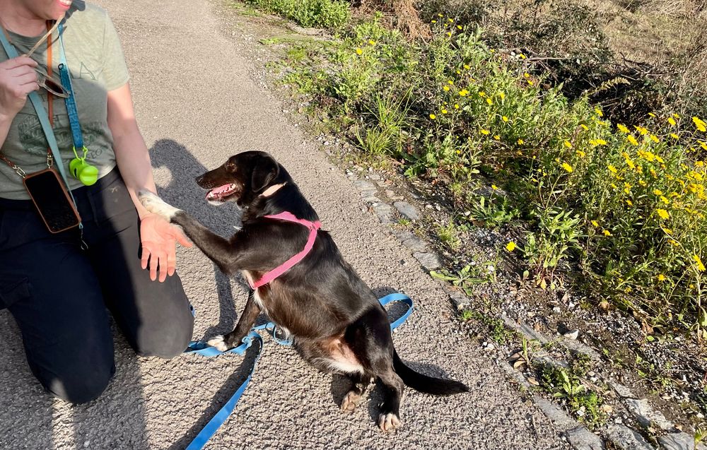 Cadela porte pequeno meiga